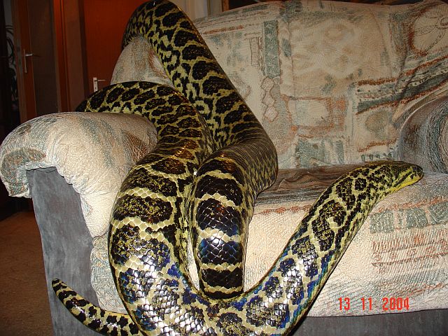 Anaconda real 25cm